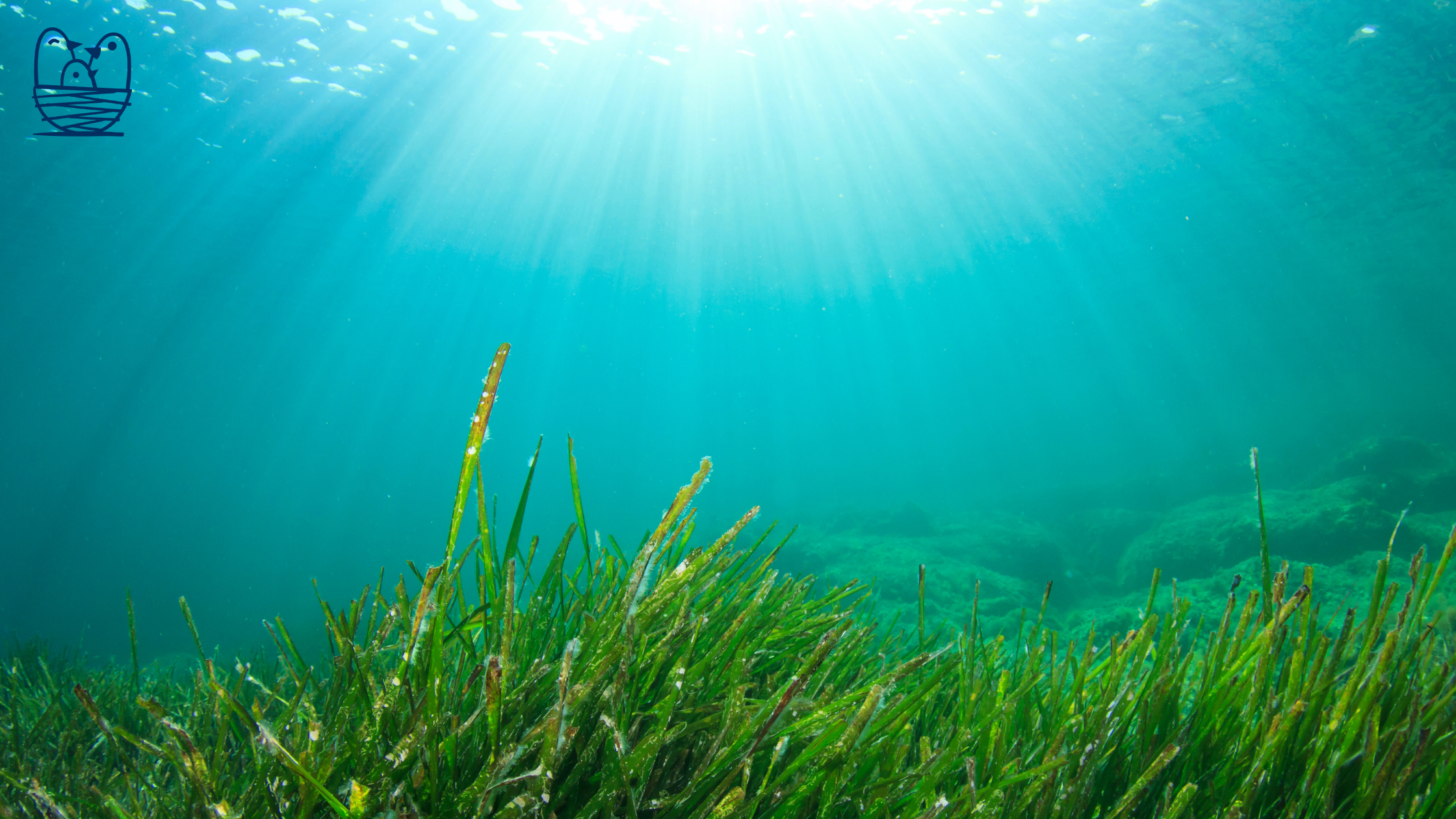 Underwater view of sunlight shining through water, illuminating green sea grass and plants.