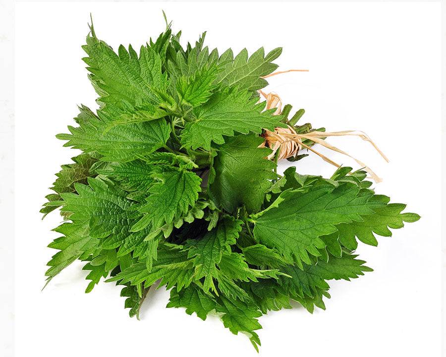 Stinging Nettle