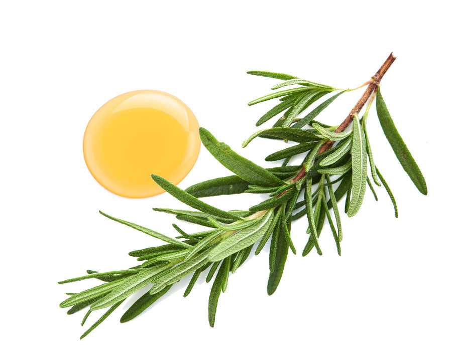 Rosemary Extract