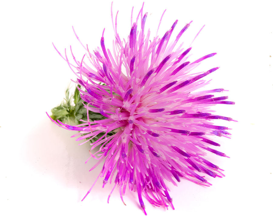 Thistle Complex