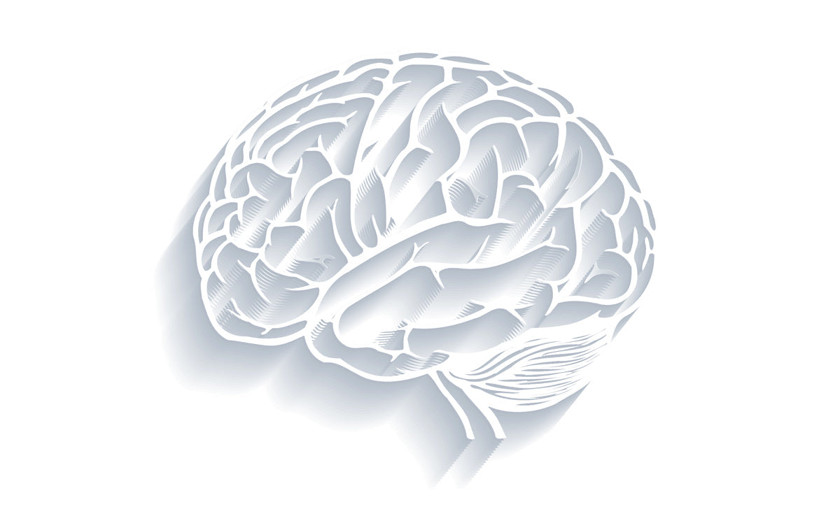 Close-up of a white brain design with shadow, focusing on intricate details and contours.